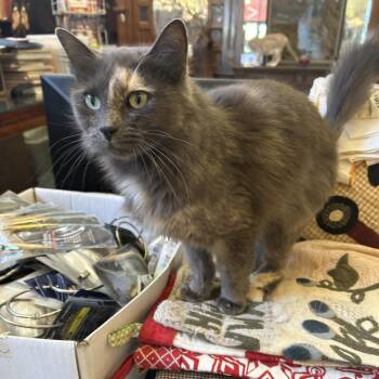 Smokey -  Domestic Medium Hair Cat for Adoption in Springdale, Arkansas - Smokey | PetCurious