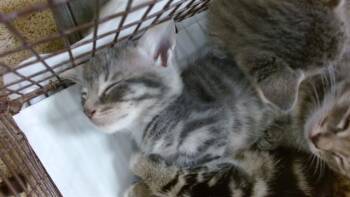 Domestic Short Hair Cats Available for Adoption in Doral, Florida - LUTHOR | PetCurious