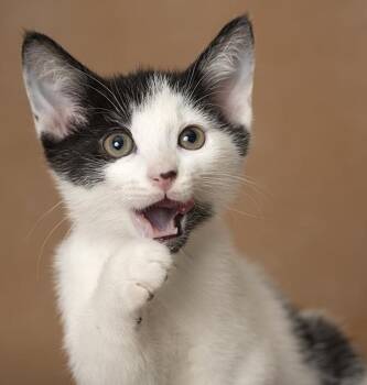 Carl -  Domestic Short Hair Cat for Adoption in Chicago, Illinois - Carl | PetCurious