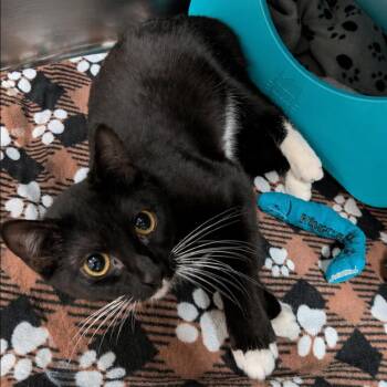 Domestic Short Hair Cats Available for Adoption in Titusville, Florida - Marcy | PetCurious