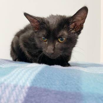 Domestic Short Hair Cats Available for Adoption - Dimples | PetCurious