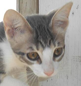 Tabby and Domestic Short Hair Cats Available for Adoption in North Highlands, California - Nasa | PetCurious