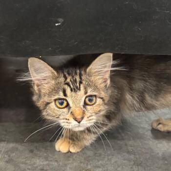 Honey Dew -  Domestic Long Hair Cat for Adoption in Fairmont, West Virginia - Honey Dew | PetCurious