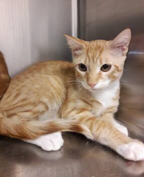 Milo -  Domestic Short Hair Cat for Adoption in Mesquite, Nevada - Milo | PetCurious