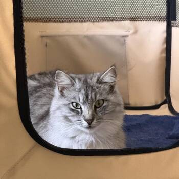 Domestic Medium Hair Cats Available for Adoption in Tustin, California - Dune | PetCurious