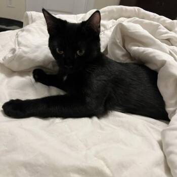 Diamond -  Domestic Short Hair Cat for Adoption in Wilmington, North Carolina - Diamond | PetCurious