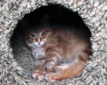 Domestic Short Hair and Tabby Cats Available for Adoption - Griffin | PetCurious
