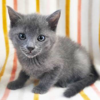 Doodle -  Domestic Long Hair Cat Available for Adoption in Mt. Juliet, Tennessee - Doodle | PetCurious