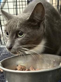 Zola -  Domestic Short Hair Cat for Adoption in Gainesville, Florida - Zola | PetCurious