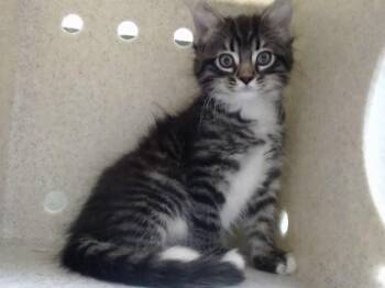 A552619 -  Domestic Long Hair and Domestic Short Hair Cat for Adoption in Moreno Valley, California - A552619 | PetCurious