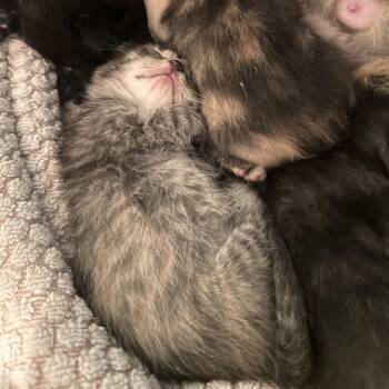 Baby One More Time -  Domestic Short Hair Cat for Adoption in Rocky Mount, Virginia - Baby One More Time | PetCurious