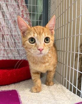 Lasagna -  Domestic Short Hair Cat for Adoption in Lodi, California - Lasagna | PetCurious