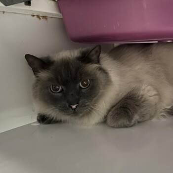 Simon -  Domestic Long Hair and Siamese Cat for Adoption in Ruckersville, Virginia - Simon | PetCurious