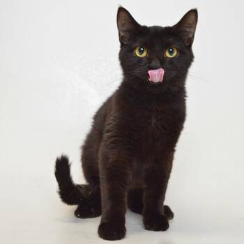 Domestic Short Hair Cats Available for Adoption in Springfield, Illinois - Mad Dog | PetCurious
