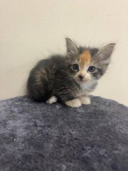 Tilly 23860 -  Domestic Short Hair Cat for Adoption in Monroe, Georgia - Tilly 23860 | PetCurious