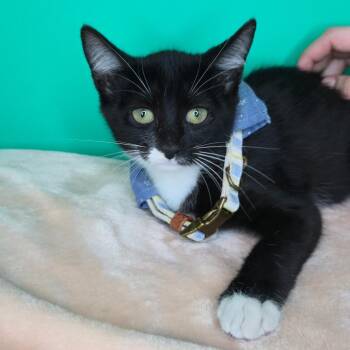 Binx -  Domestic Short Hair Cat for Adoption in San Antonio, Texas - Binx | PetCurious