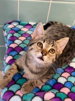 Lilly -  Domestic Short Hair Cat for Adoption in Richland Hills, Texas - Lilly | PetCurious