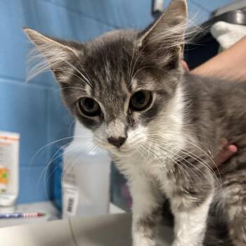 James -  Domestic Medium Hair Cat for Adoption in Newport, North Carolina - James | PetCurious