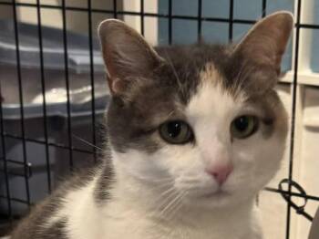 Sophie -  Dilute Calico Cat for Adoption in Ottawa, Ontario - Sophie | PetCurious