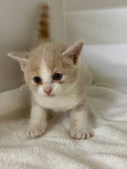 Denver -  Domestic Medium Hair Cat for Adoption in Lagrange, Indiana - Denver | PetCurious
