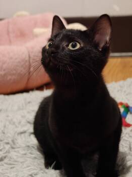 Zeppelin -  Domestic Short Hair Cat for Adoption in New Britain, Connecticut - Zeppelin | PetCurious