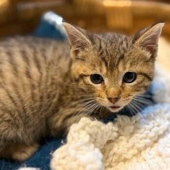 Sam Silly and Sassy -  Tabby and Domestic Short Hair Cat for Adoption in Friendswood, Texas - Sam Silly And Sassy | PetCurious