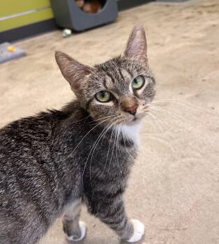 Rescue Domestic Short Hair Cats for Adoption in Minot, North Dakota - Candy Apple | PetCurious