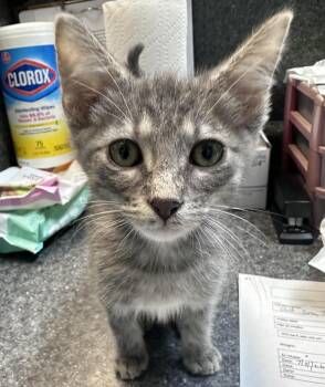 Silas -  Domestic Short Hair Cat for Adoption in Dyersburg, Tennessee - Silas | PetCurious