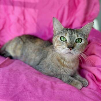 MAGGIE -  Domestic Short Hair Cat for Adoption in Rowland Heights, California - MAGGIE | PetCurious