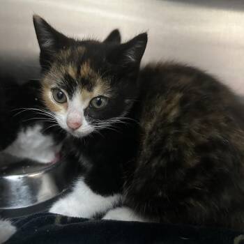 Domestic Short Hair Cats Available for Adoption - Calendula 28422 | PetCurious