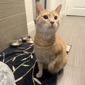 Hayden -  Domestic Short Hair Cat for Adoption in Fort Lauderdale, Florida - Hayden | PetCurious