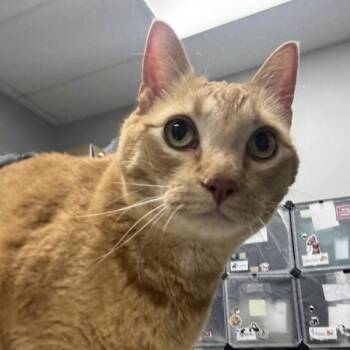 Domestic Short Hair Cats Available for Adoption in Des Moines, Iowa - Jeremy | PetCurious