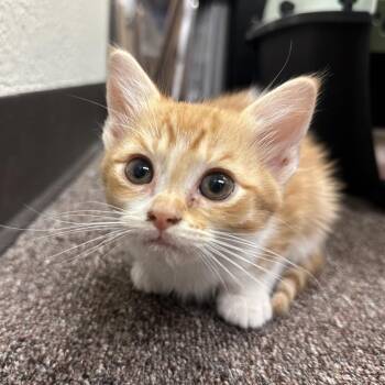 Domestic Short Hair Cats Available for Adoption in Oklahoma City, Oklahoma - Clementine F-21623 | PetCurious
