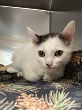 SNOWFLAKE -  Domestic Long Hair Cat for Adoption in Riverside, California - SNOWFLAKE | PetCurious