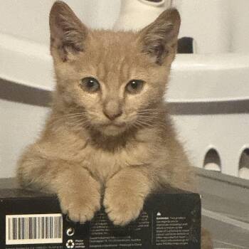 Rescue Domestic Short Hair Cats for Adoption in Boca Raton, Florida - Ari | PetCurious