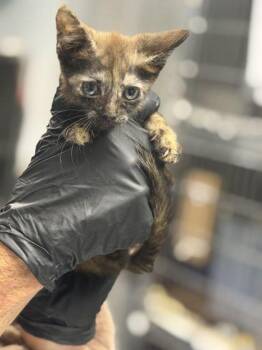Piggy -  Domestic Short Hair Cat for Adoption in Daytona Beach, Florida - Piggy | PetCurious