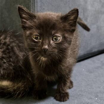 Femur -  Domestic Short Hair Cat for Adoption in Brownsboro, Alabama - Femur | PetCurious