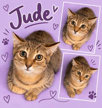 Jude (FCID# 07/16/2026 - 35 Middletown PS) -  Tabby Cat for Adoption in Greenville, Delaware - Jude (FCID# 07/16/2026 - 35 Middletown PS) | PetCurious
