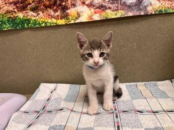 A553285 -  Domestic Short Hair Cat for Adoption in Moreno Valley, California - A553285 | PetCurious