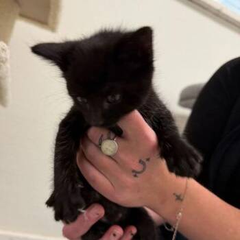 Skittle -  Domestic Short Hair Cat for Adoption in Driggs, Idaho - Skittle | PetCurious