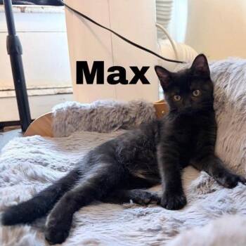 Max -  Domestic Short Hair Cat for Adoption in Danbury, Connecticut - Max | PetCurious