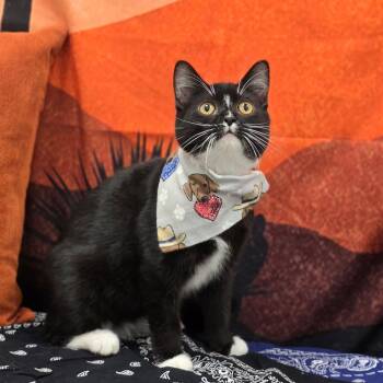 Domestic Short Hair Cats Available for Adoption in Effingham, Illinois - Garth | PetCurious