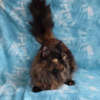Domestic Long Hair Cats Available for Adoption in Eureka, California - Sassy | PetCurious