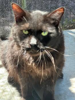 Rescue Domestic Long Hair Cats for Adoption in Middleburg, Florida - Noah | PetCurious