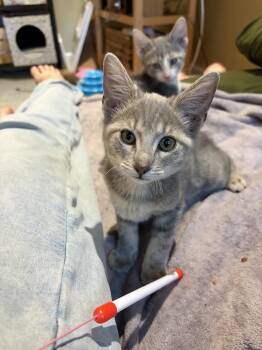 Hilma -  Domestic Short Hair Cat for Adoption in Chicago, Illinois - Hilma | PetCurious