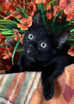 5/24/26 Arcadia -  Domestic Short Hair Cat for Adoption in Stillwater, Oklahoma - 5/24/26 Arcadia | PetCurious
