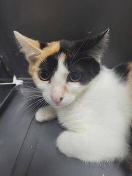 If-8 Sunshine -  Domestic Short Hair Cat for Adoption in Lawrenceville, Georgia - If-8 Sunshine | PetCurious