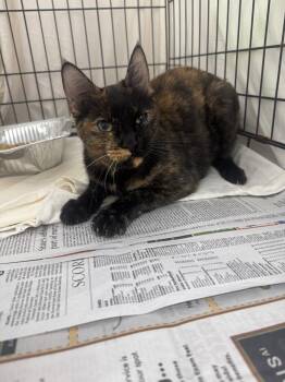 Sienna -  Domestic Short Hair Cat for Adoption in Sorrento, Louisiana - Sienna | PetCurious