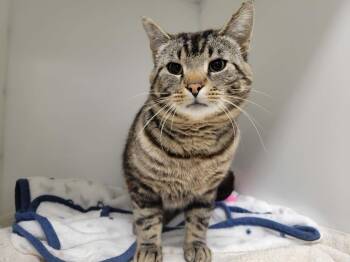Domestic Short Hair Cats Available for Adoption in Delson, Quebec - Puma | PetCurious