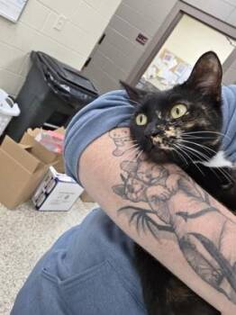 Tella -  Domestic Short Hair Cat for Adoption in Westland, Michigan - Tella | PetCurious